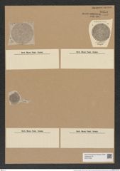 Aulacodiscus probabilis A. Schm. (de-Toni-Nr.: Genus 182, Species 4492) Zeichnungen Sammlung Grunow Nr. 8055 (NHMW-BOT-W0377369)